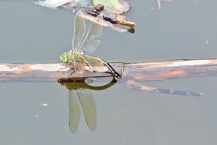 A. imperator femmina